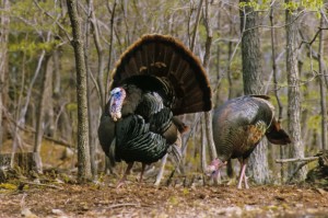 wildturkey