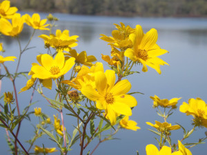 yellowflowers