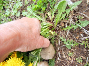 dandelion